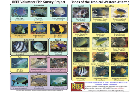Waterproof Fish Id Cards